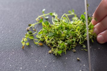 minced thyme